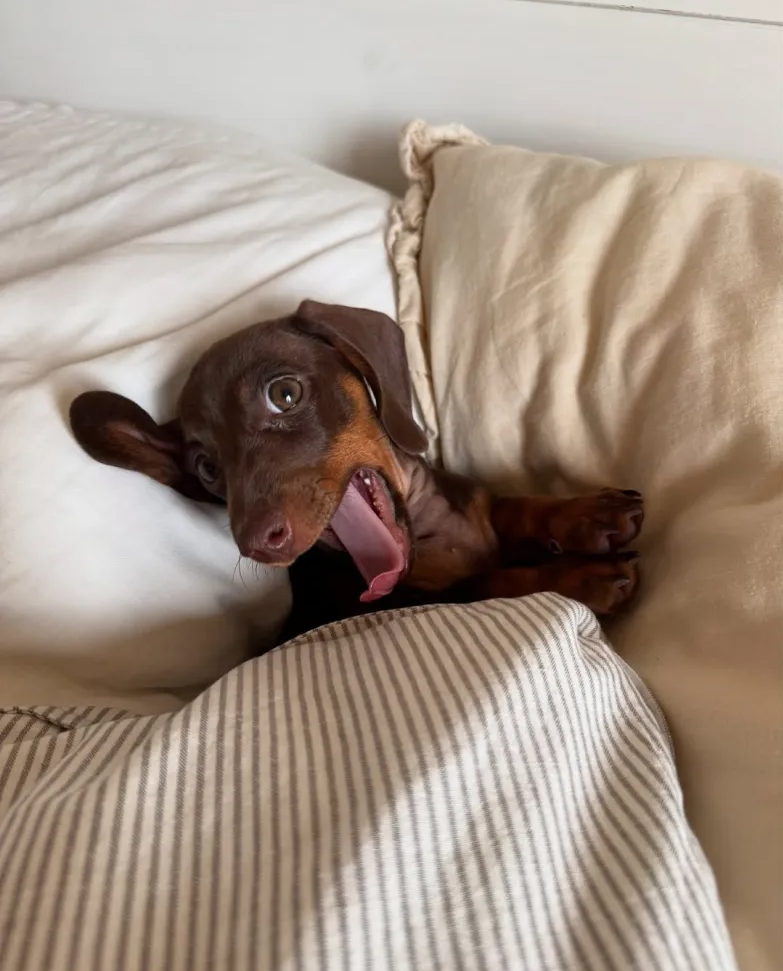 Cooper the dog